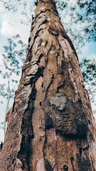 Stunning photo of a tall tree trunk, capturing its majestic height and natural beauty. Ideal for nature lovers and projects seeking inspiration from the great outdoors.