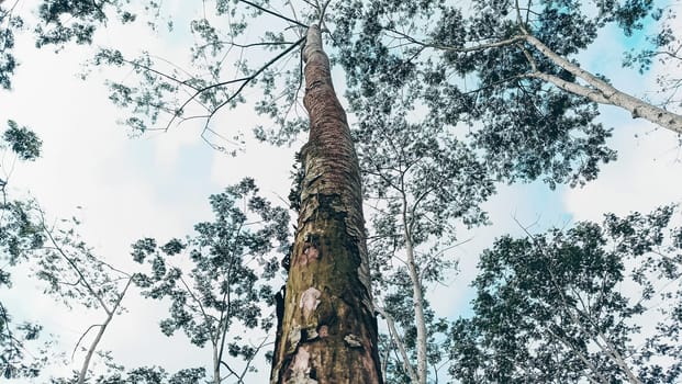 Stunning photo of a tall tree trunk, capturing its majestic height and natural beauty. Ideal for nature lovers and projects seeking inspiration from the great outdoors.