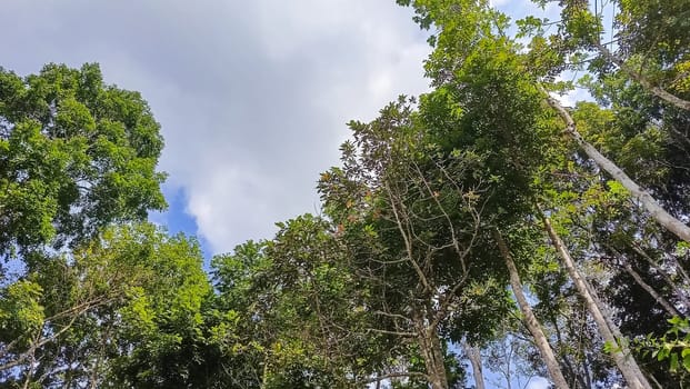 A forest with many trees and a few bushes. The trees are tall and green. The forest is full of life and is a peaceful place to be