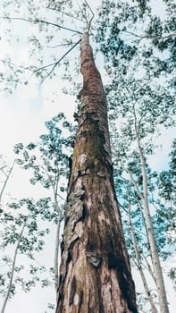 Stunning photo of a tall tree trunk, capturing its majestic height and natural beauty. Ideal for nature lovers and projects seeking inspiration from the great outdoors.