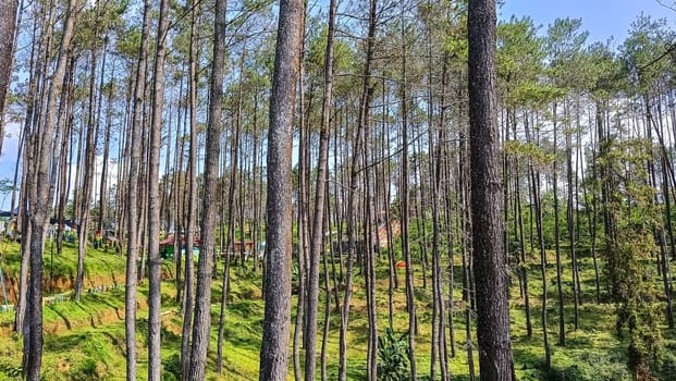 A forest with many trees and a few bushes. The trees are tall and green. The forest is full of life and is a peaceful place to be