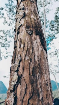 Stunning photo of a tall tree trunk, capturing its majestic height and natural beauty. Ideal for nature lovers and projects seeking inspiration from the great outdoors.