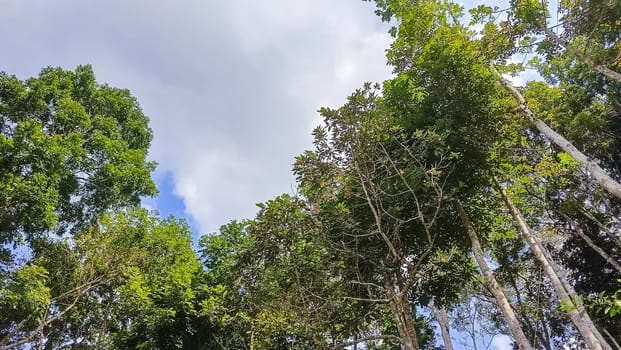 A forest with many trees and a few bushes. The trees are tall and green. The forest is full of life and is a peaceful place to be