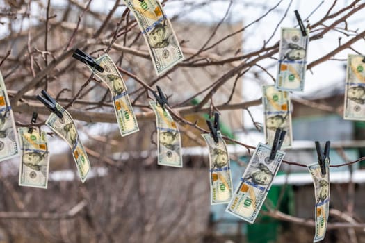 hundred-dollar bills hanging on leafless spring tree branch, secured with clothespins, symbolizing money laundering or financial dealings
