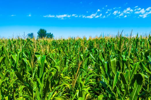 Lively and vibrant corn plants are thriving beautifully in sunny weather with a clear blue sky above them