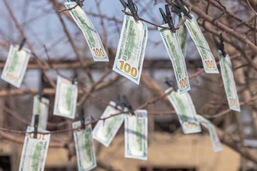 hundred-dollar bills hanging on leafless spring tree branch, secured with clothespins, symbolizing money laundering or financial dealings
