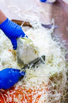 hands in blue gloves cutting cabbage with special double blade slit cabbage shredder knife during sauerkraut preparation