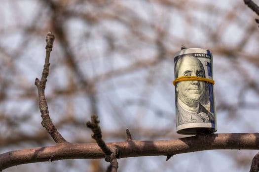 roll of hundred us dollar banknotes hanging on a leafless tree branch