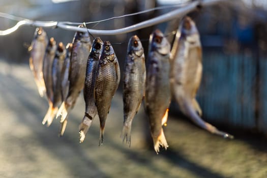 salted fish drying on a rope outside at sunny morning