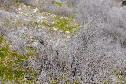 dry gray low bushes at sunny spring day, close full-frame view