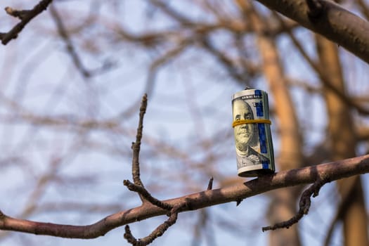 roll of hundred us dollar banknotes hanging on a leafless tree branch