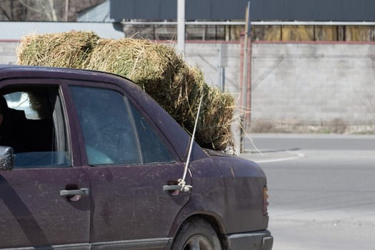 old German luxury sedan car carrying a block hay bale strapped with a rope to rear door handle in Central Asia