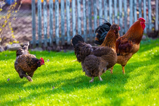 A vibrant and lively scene depicting free-range chickens along with a rooster foraging in the lush green grass