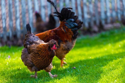 A vibrant and lively scene depicting free-range chickens along with a rooster foraging in the lush green grass