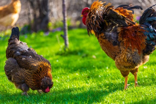 A vibrant and lively scene depicting free-range chickens along with a rooster foraging in the lush green grass