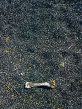bone laid on black sand or ashes surface under direct sun light, high angle view