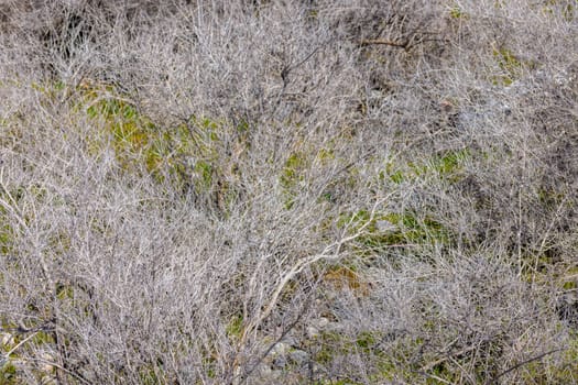 dry gray low bushes at sunny spring day, close full-frame view