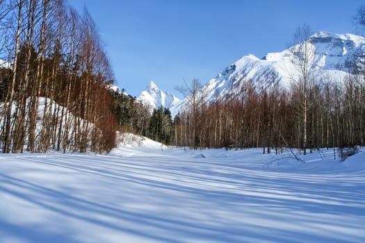 Taiga in the snow on baikal. Forest in winter