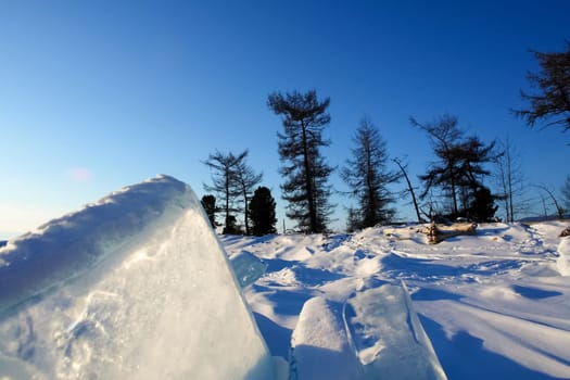 Taiga in the snow on baikal. Forest in winter
