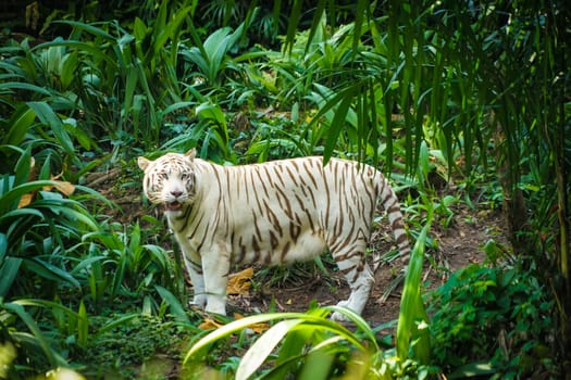 White Tiger Nestled in the jungle. Shooting Location: Singapore