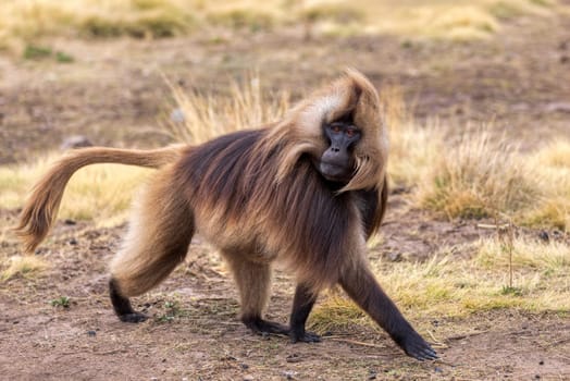 Alpha male of endemic animal monkey Gelada baboon. Theropithecus gelada, Debre Libanos, Simien Mountains, Africa Ethiopia wildlife