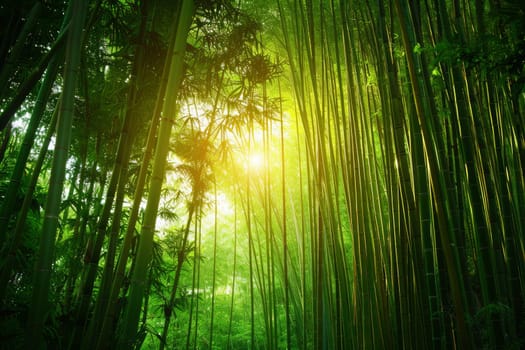 A lush bamboo forest, with tall stalks swaying gently in the breeze and sunlight filtering through the canopy