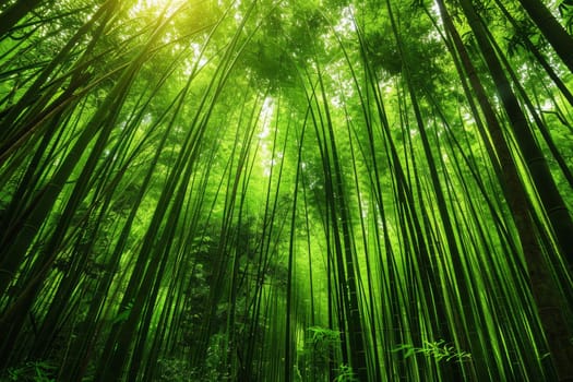 A lush bamboo forest, with tall stalks rustling in the breeze
