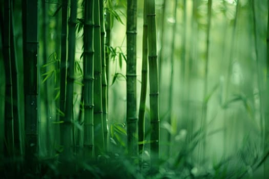 A serene bamboo grove, with tall stalks rustling in the breeze