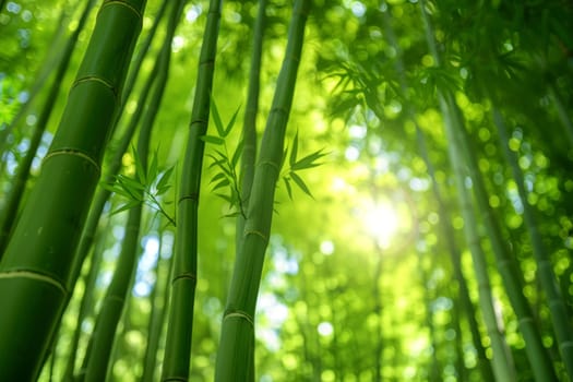 A serene bamboo grove, with tall stalks rustling in the breeze