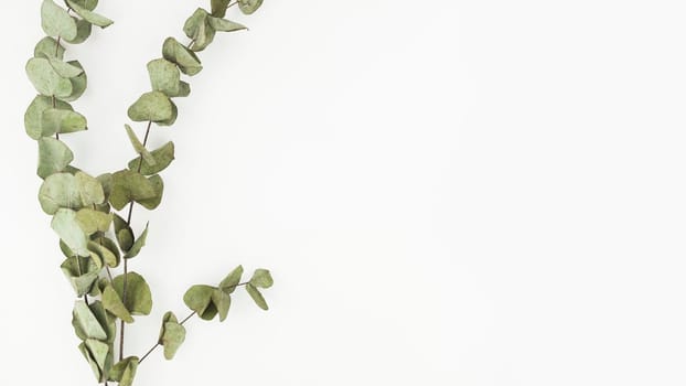 dry twigs white background. Beautiful photo