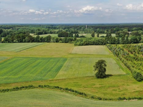 A tree against a background of green fields in Central Europe. High quality photo