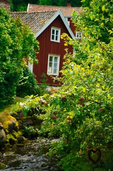 Apple tree with apples by a stream in front of a red Swedish house with garden. Swedish nature