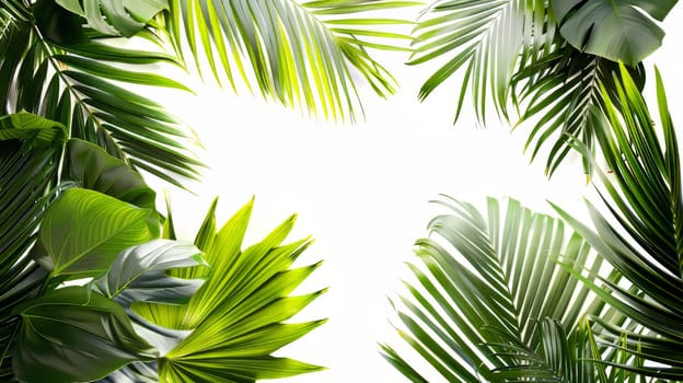A close up of a leafy green plant with a white background. Concept of calm and tranquility, as the lush green leaves seem to be reaching out towards the sky