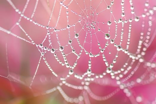 Crystal-clear water droplets caught in the delicate strands of a spider's web
