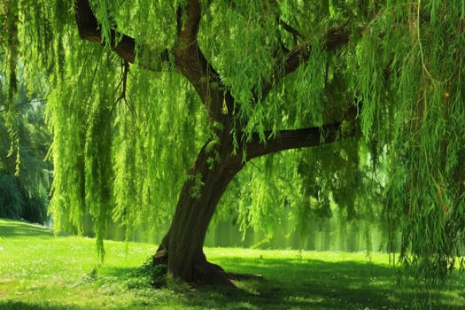 Graceful weeping willow tree with cascading branches and vibrant green foliage, ideal for garden-themed designs