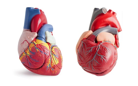 Heart human model isolated on white background, Cardiovascular disease CDV.