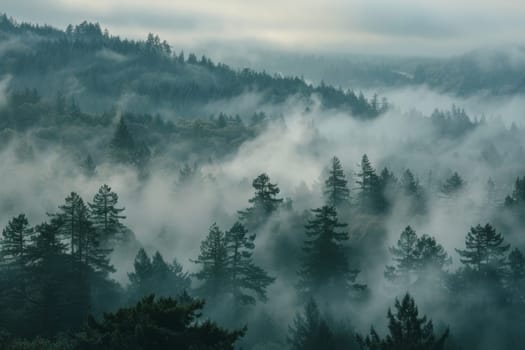 Rolling fog in the forest