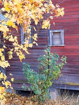 A closeup of yellow tree next to an old red barn in autumn in eastern Washington.
