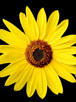 An abstract nacro photo of a yellow sunflower covered in water drops.