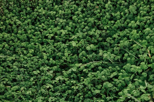 top view close up field clovers. High resolution photo