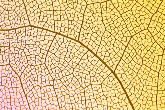 transparent leaf with yellow backlight. High resolution photo