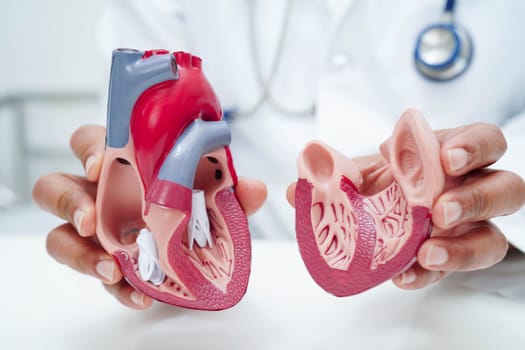 Cardiovascular disease CVD, doctor with heart human model anatomy for treatment patient in hospital.