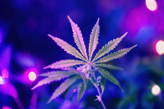 A vibrant cannabis leaf stands out against a backdrop of soft purple lights highlighting its unique features and design.