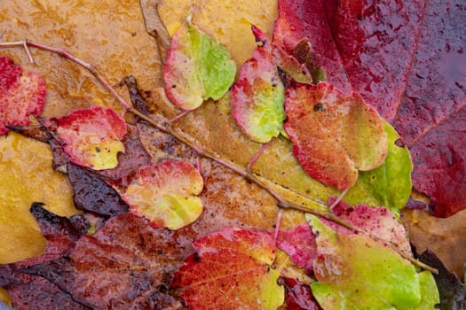 several colourful autumn leaves