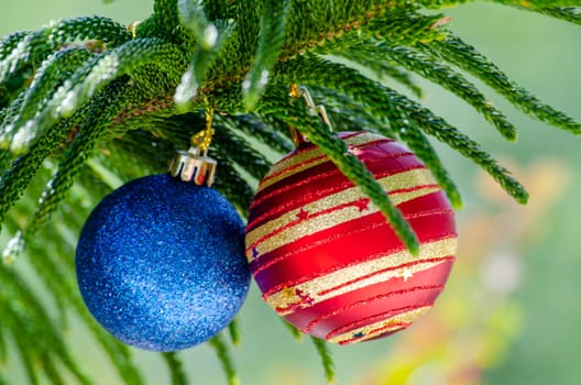 Pine Tree Beauty Enhanced by a Christmas Ball.