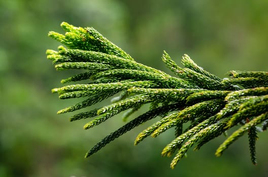 Pine tree branch represent the coming of Christmas Season. Christmas Holiday concept.