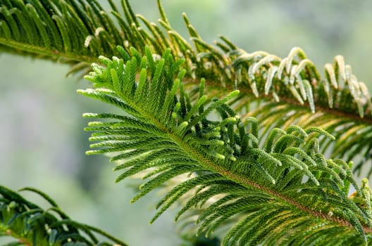 A Glimpse of Christmas Joy on Pine Branches.