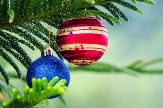 Seasons Greetings with Christmas ball on Pine Tree. Christmas celebration concept.