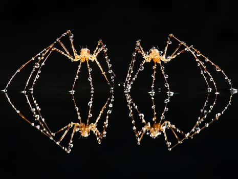 Two spiders with water droplets on them create a symmetrical reflection on a dark surface, highlighting detail.