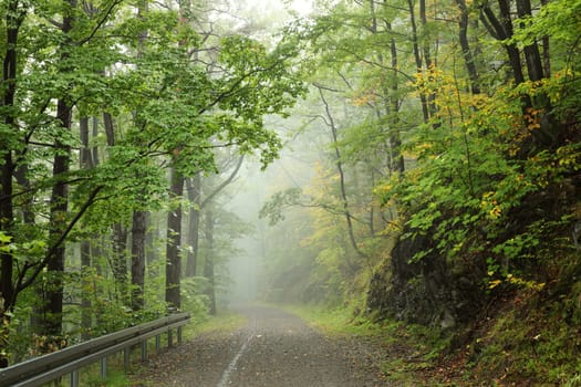 Path through the autumn beech forest in foggy weather